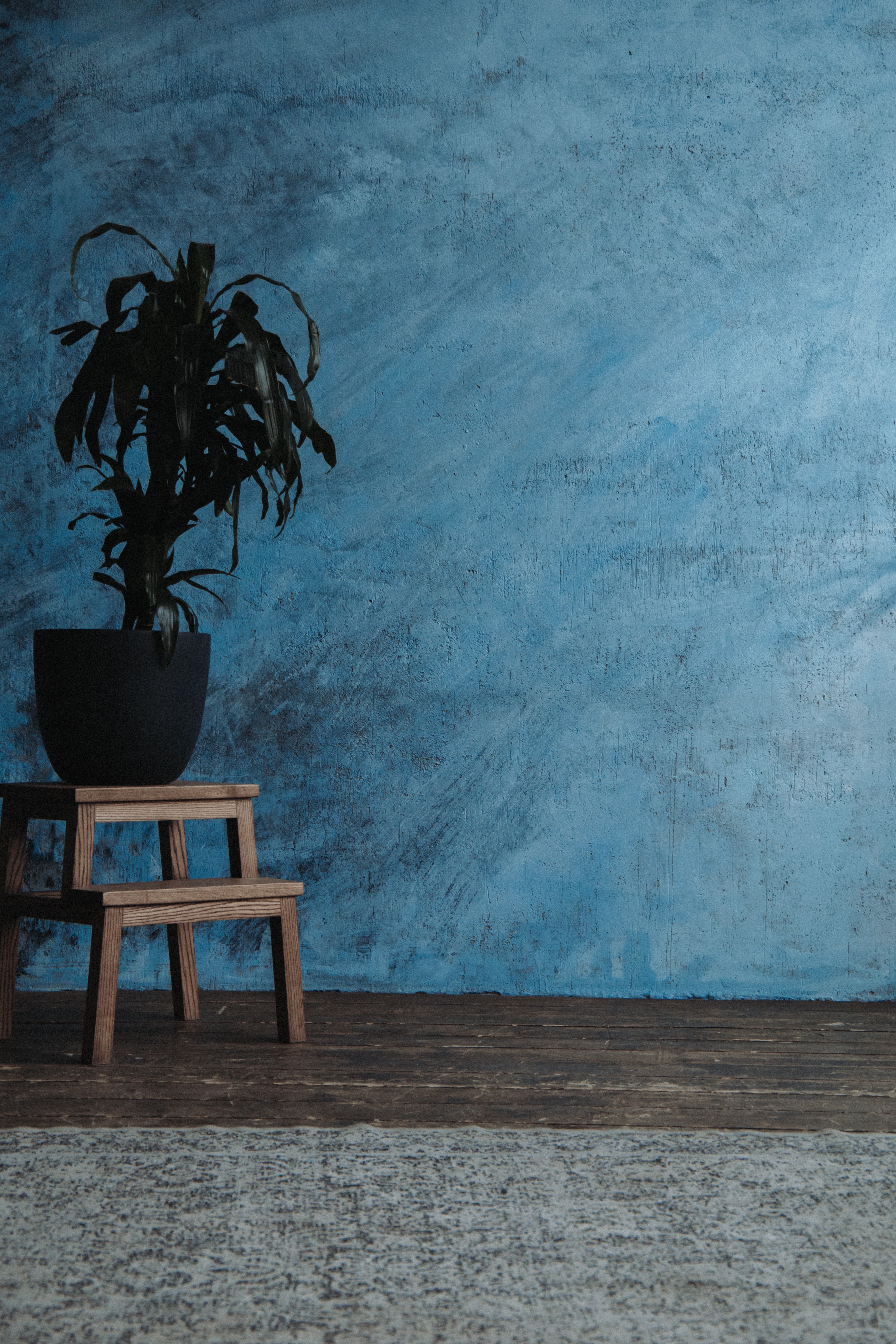 Plant on a stool with a blue wall in the background